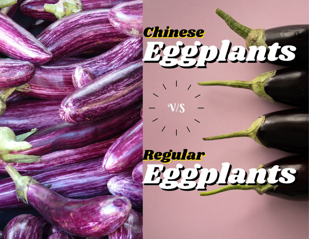 Chineese-Eggplant-vs-Regular-Eggplants sign with pictures of eggplants in background